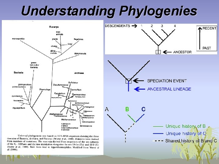 Understanding Phylogenies 