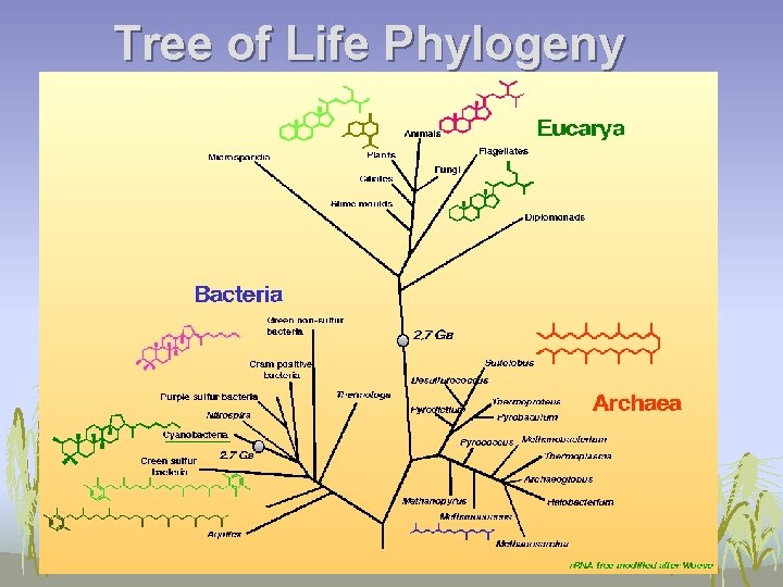 Tree of Life Phylogeny 