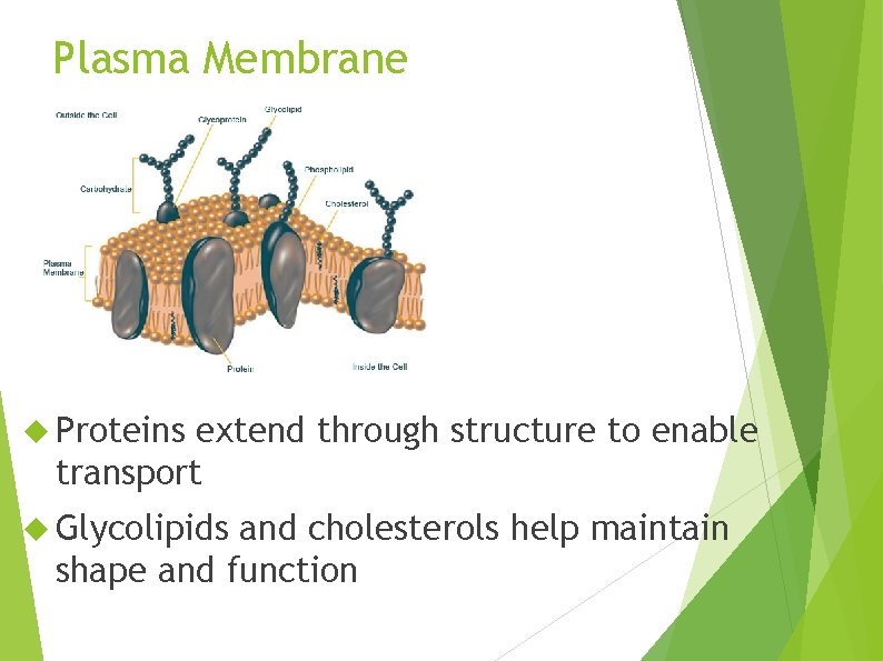Plasma Membrane Proteins extend through structure to enable transport Glycolipids and cholesterols help maintain