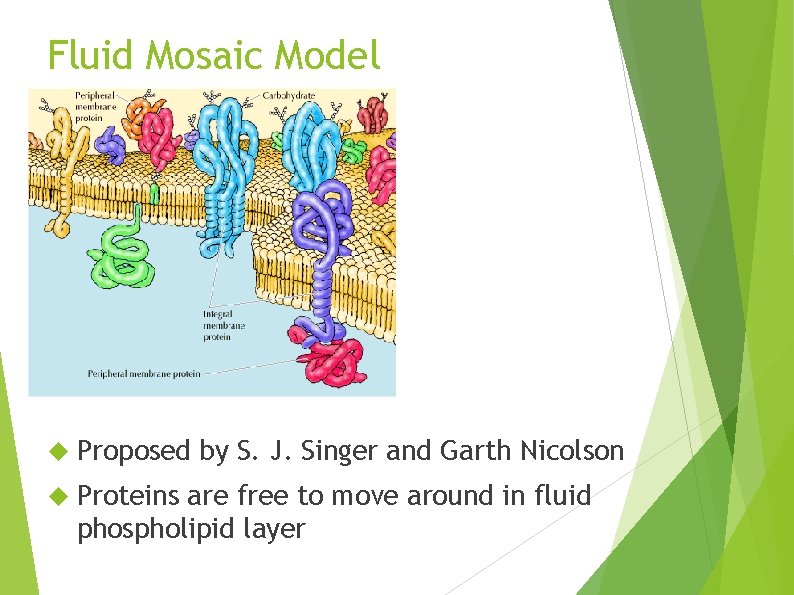 Fluid Mosaic Model Proposed by S. J. Singer and Garth Nicolson Proteins are free