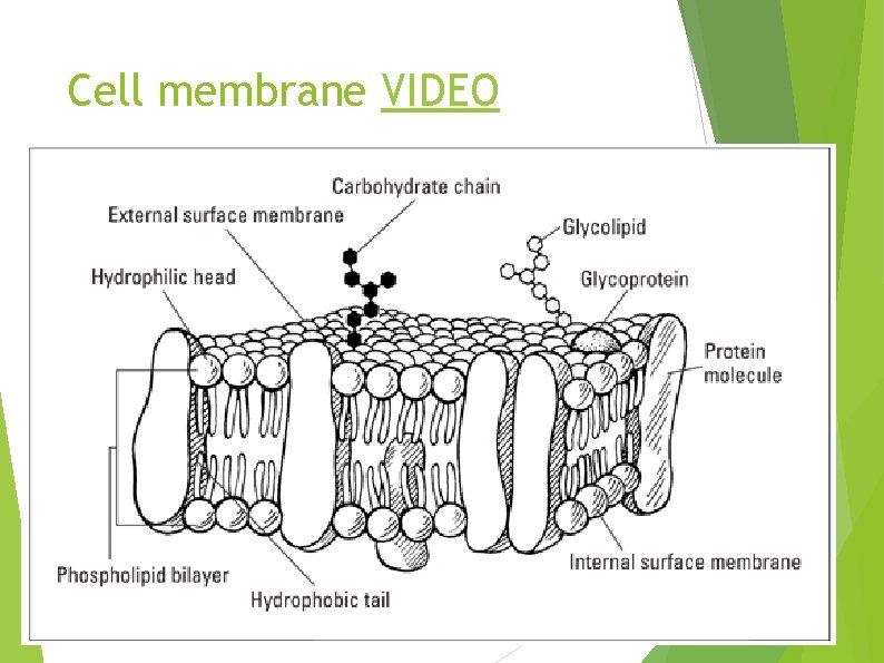Cell membrane VIDEO 