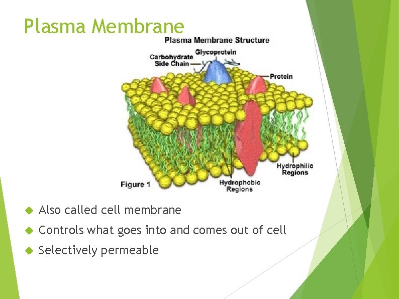 Plasma Membrane Also called cell membrane Controls what goes into and comes out of
