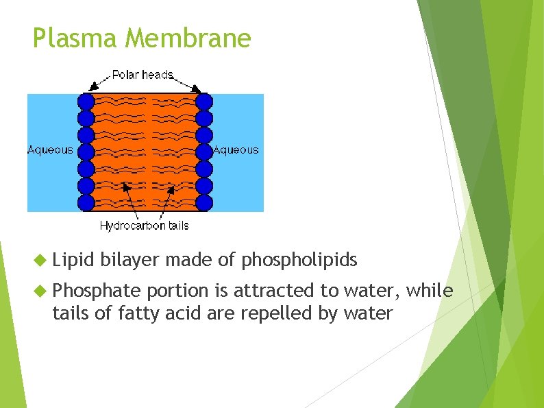 Plasma Membrane Lipid bilayer made of phospholipids Phosphate portion is attracted to water, while