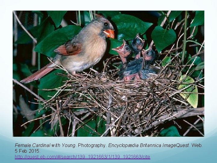 Female Cardinal with Young. Photography. Encyclopædia Britannica Image. Quest. Web. 5 Feb 2015. http: