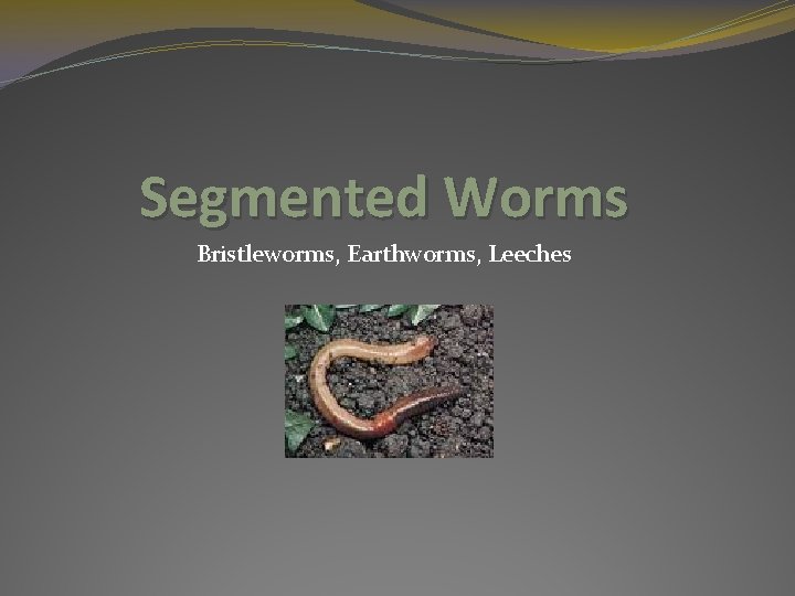 Segmented Worms Bristleworms, Earthworms, Leeches 