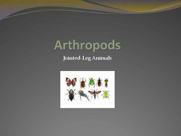 Arthropods Jointed-Leg Animals 