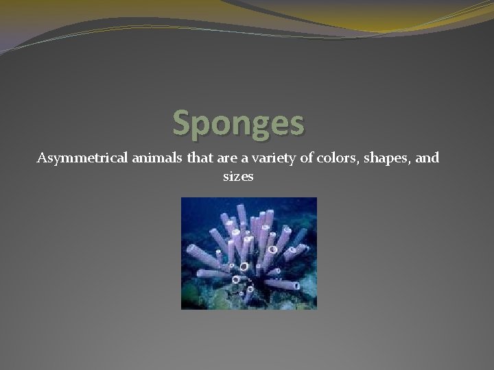 Sponges Asymmetrical animals that are a variety of colors, shapes, and sizes 