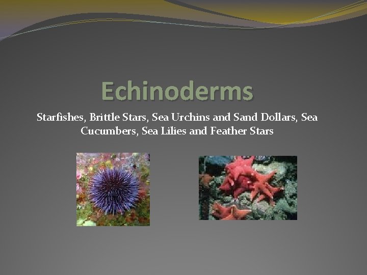 Echinoderms Starfishes, Brittle Stars, Sea Urchins and Sand Dollars, Sea Cucumbers, Sea Lilies and