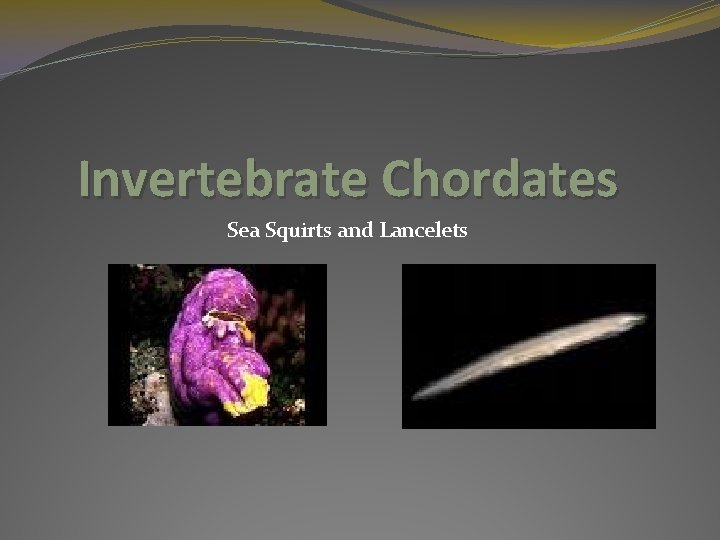 Invertebrate Chordates Sea Squirts and Lancelets 