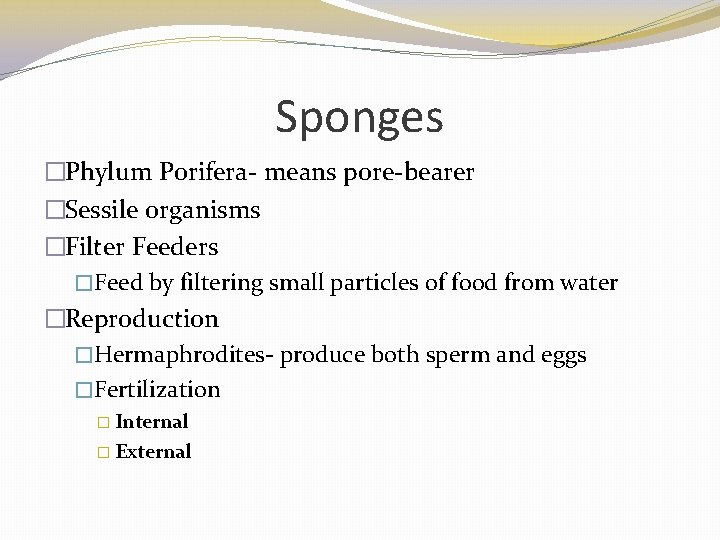 Sponges �Phylum Porifera- means pore-bearer �Sessile organisms �Filter Feeders �Feed by filtering small particles