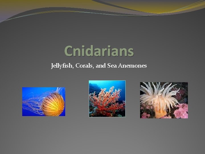 Cnidarians Jellyfish, Corals, and Sea Anemones 