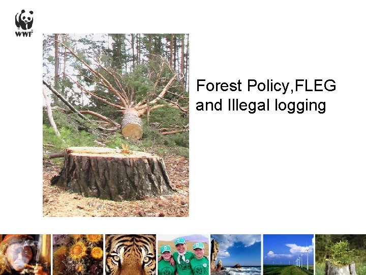 Forest Policy, FLEG and Illegal logging 