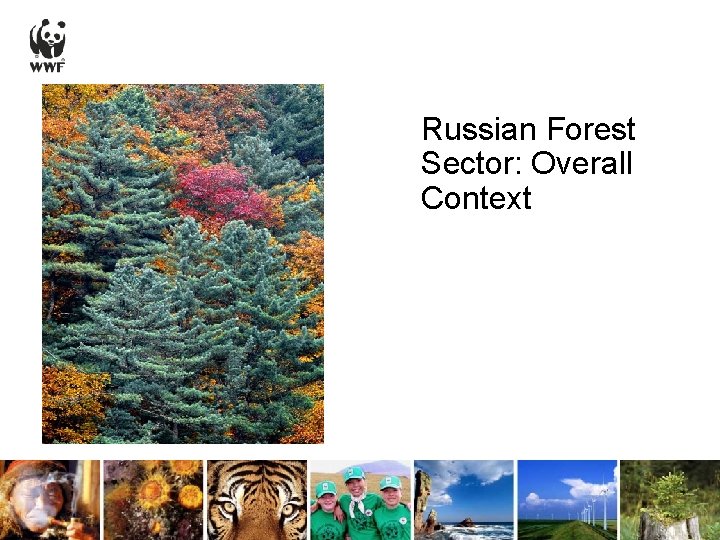 Russian Forest Sector: Overall Context 