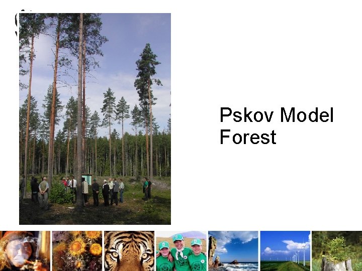 Pskov Model Forest 