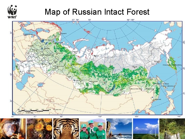 Map of Russian Intact Forest 