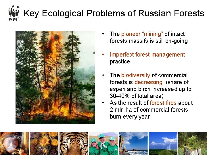 Key Ecological Problems of Russian Forests • The pioneer “mining” of intact forests massifs