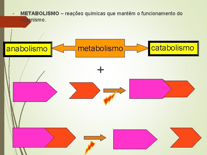 - METABOLISMO – reações químicas que mantêm o funcionamento do organismo. anabolismo metabolismo +