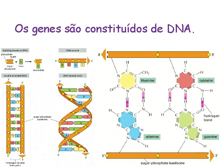 Os genes são constituídos de DNA. 