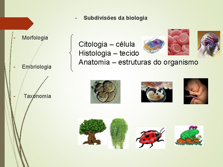 - Morfologia - Embriologia - Taxonomia Subdivisões da biologia Citologia – célula Histologia –