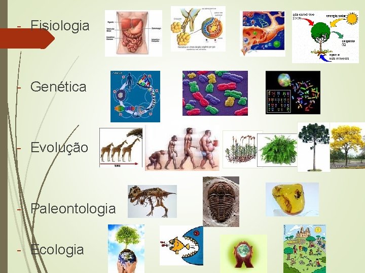 - Fisiologia - Genética - Evolução - Paleontologia - Ecologia 