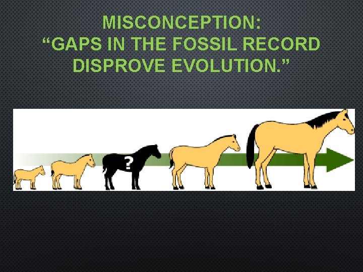 MISCONCEPTION: “GAPS IN THE FOSSIL RECORD DISPROVE EVOLUTION. ” 