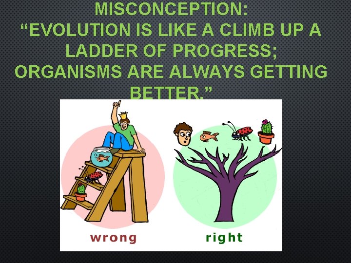 MISCONCEPTION: “EVOLUTION IS LIKE A CLIMB UP A LADDER OF PROGRESS; ORGANISMS ARE ALWAYS