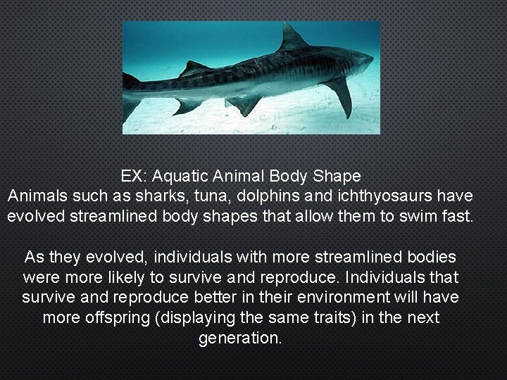 EX: Aquatic Animal Body Shape Animals such as sharks, tuna, dolphins and ichthyosaurs have