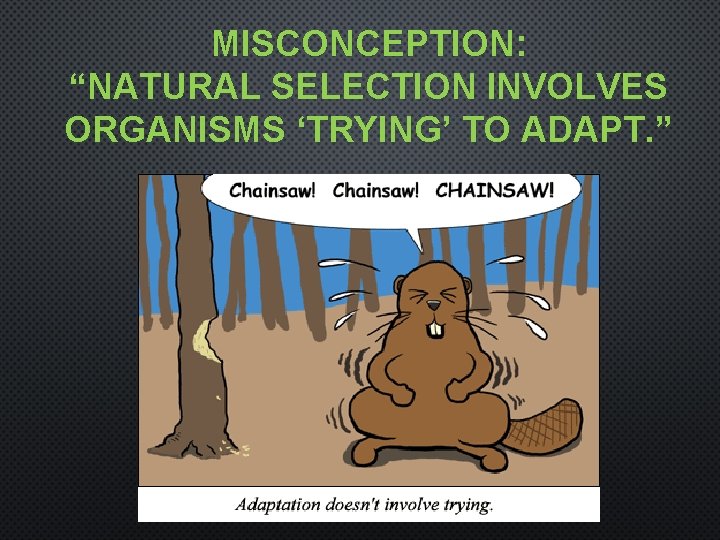 MISCONCEPTION: “NATURAL SELECTION INVOLVES ORGANISMS ‘TRYING’ TO ADAPT. ” 