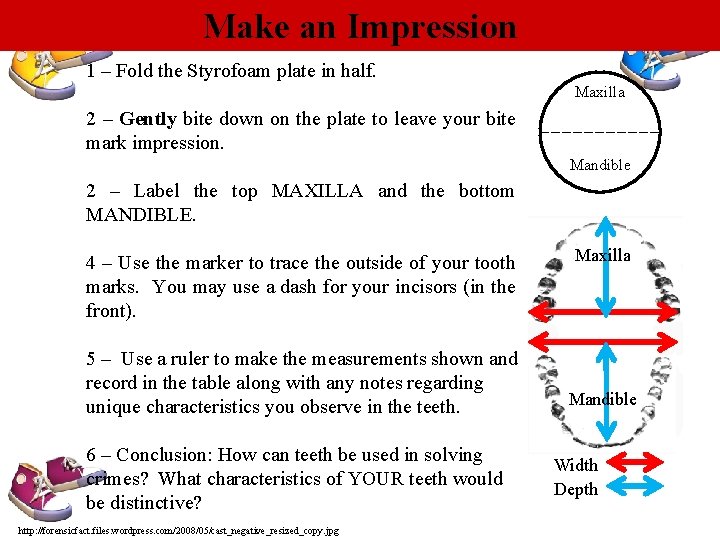 Make an Impression 1 – Fold the Styrofoam plate in half. Maxilla 2 –