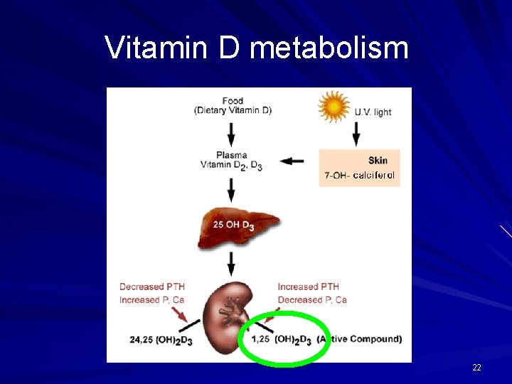 Vitamin D metabolism 22 