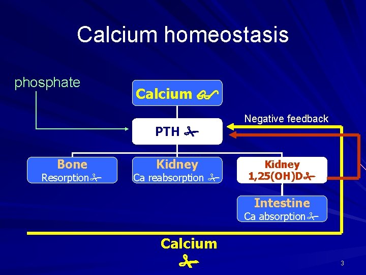 Calcium homeostasis phosphate Calcium PTH Bone Resorption Kidney Ca reabsorption Negative feedback Kidney 1,