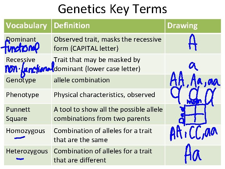 Genetics Key Terms Vocabulary Definition Dominant Observed trait, masks the recessive form (CAPITAL letter)