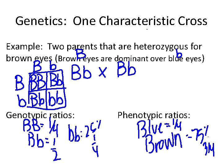 Genetics: One Characteristic Cross Example: Two parents that are heterozygous for brown eyes (Brown