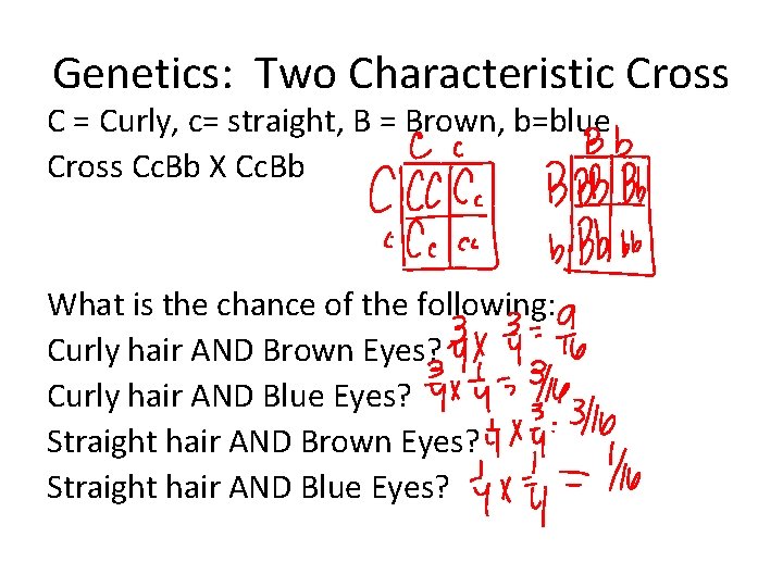 Genetics: Two Characteristic Cross C = Curly, c= straight, B = Brown, b=blue Cross