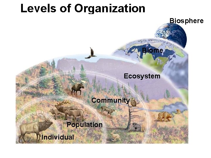 Levels of Organization Biosphere Biome Ecosystem Community Population Individual Levels of Organization Biosphere Biome Ecosystem Community Population Individual