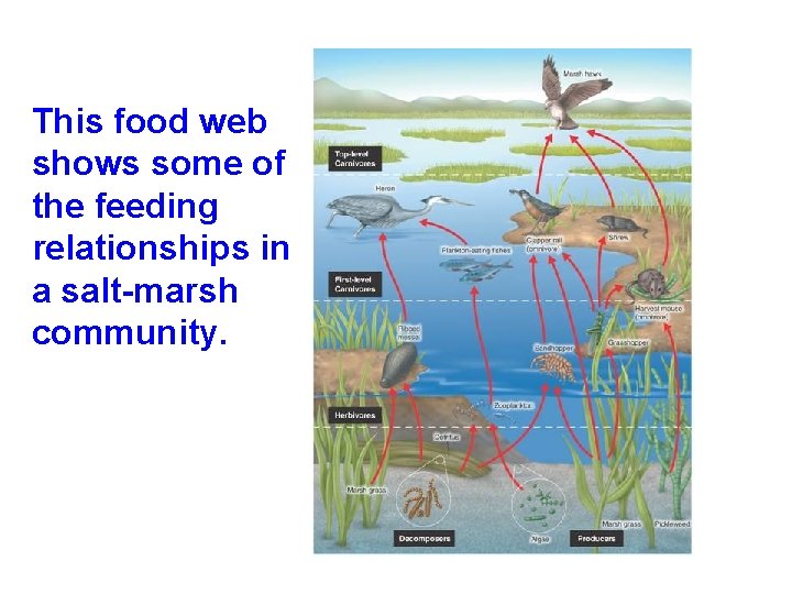 This food web shows some of the feeding relationships in a salt-marsh community. This food web shows some of the feeding relationships in a salt-marsh community.