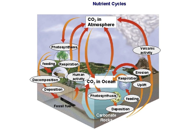 Nutrient Cycles CO 2 in Atmosphere Photosynthesis feeding Volcanic activity Respiration Decomposition Human activity Nutrient Cycles CO 2 in Atmosphere Photosynthesis feeding Volcanic activity Respiration Decomposition Human activity