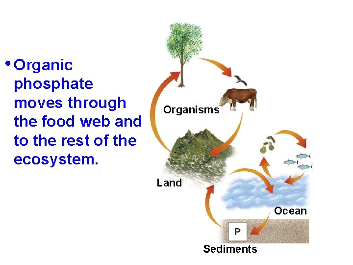 • Organic phosphate moves through the food web and to the rest of • Organic phosphate moves through the food web and to the rest of