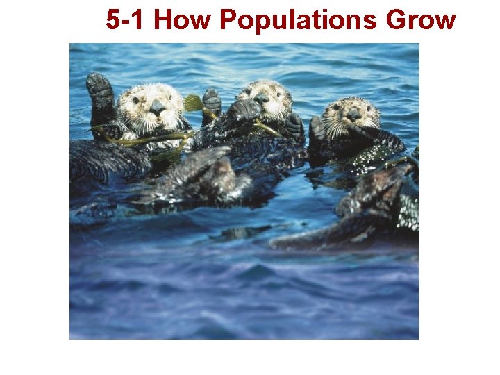 5 -1 How Populations Grow 5 -1 How Populations Grow