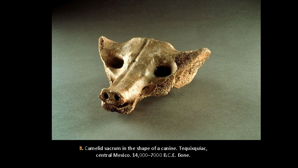 3. Camelid sacrum in the shape of a canine. Tequixquiac, central Mexico. 14, 000–