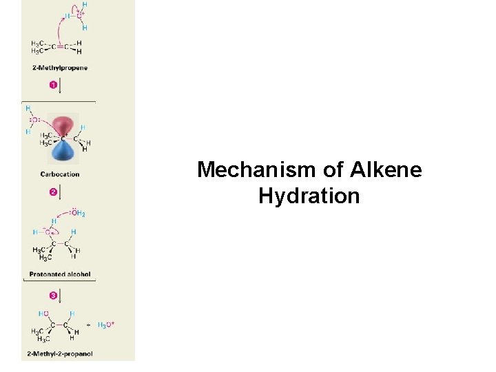 Mechanism of Alkene Hydration 