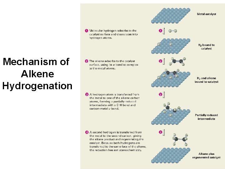 Mechanism of Alkene Hydrogenation 