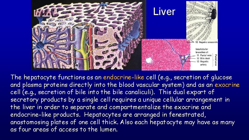 Liver The hepatocyte functions as an endocrine-like cell (e. g. , secretion of glucose