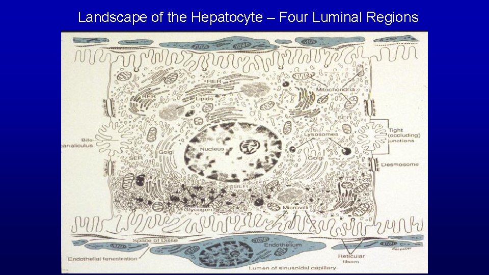 Landscape of the Hepatocyte – Four Luminal Regions 