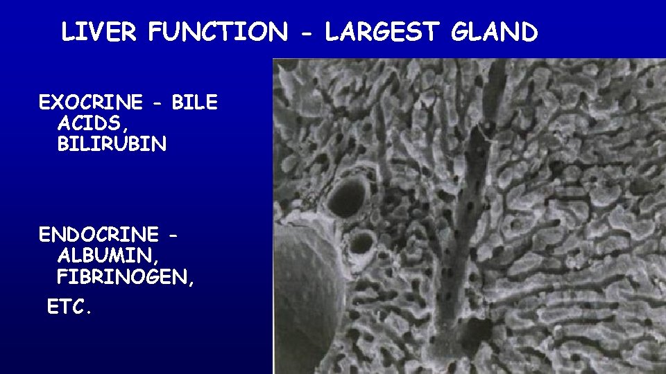 LIVER FUNCTION - LARGEST GLAND EXOCRINE - BILE ACIDS, BILIRUBIN ENDOCRINE ALBUMIN, FIBRINOGEN, ETC.