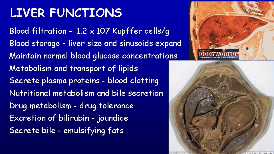 LIVER FUNCTIONS Blood filtration - 1. 2 x 107 Kupffer cells/g Blood storage -