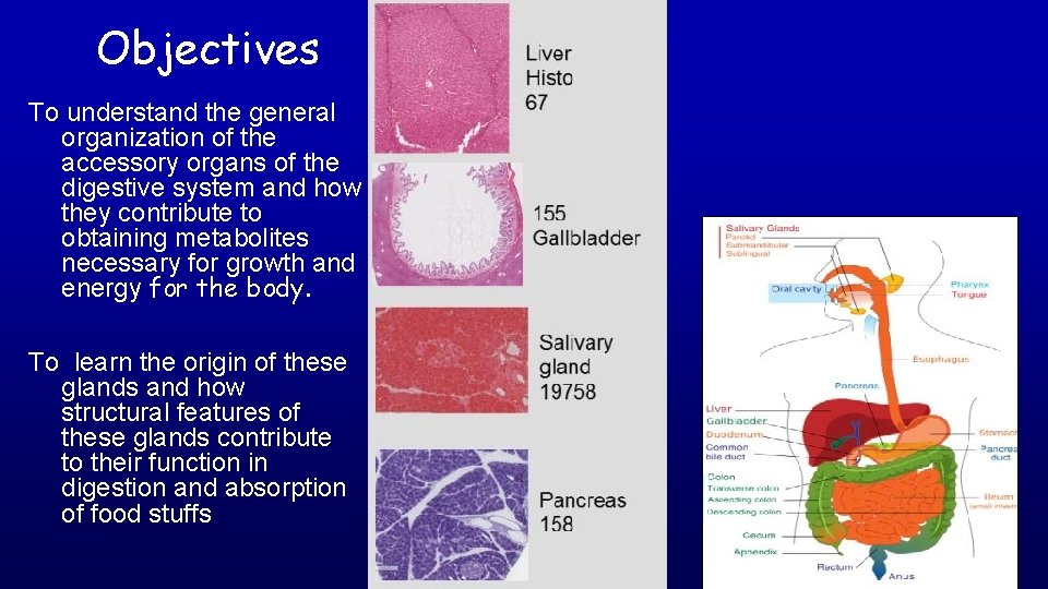 Objectives To understand the general organization of the accessory organs of the digestive system