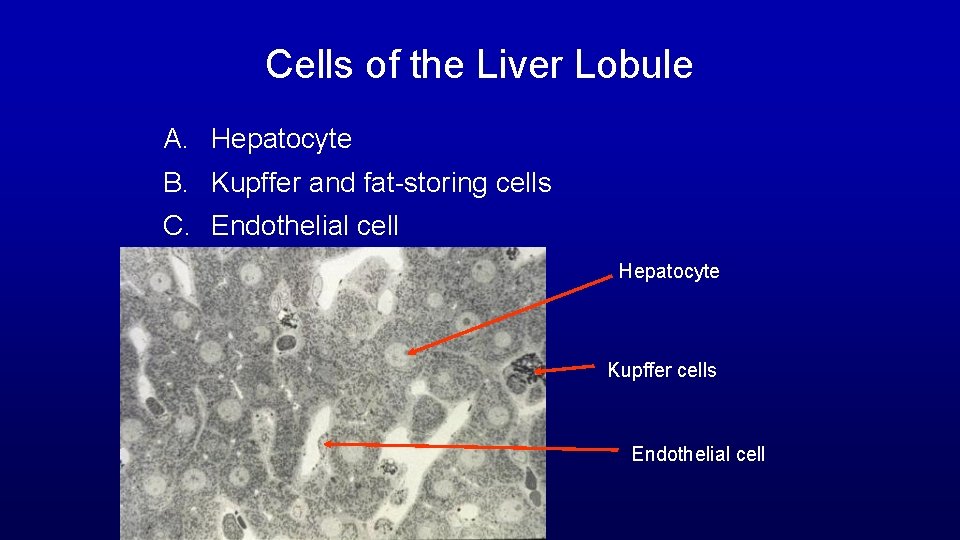 Cells of the Liver Lobule A. Hepatocyte B. Kupffer and fat-storing cells C. Endothelial