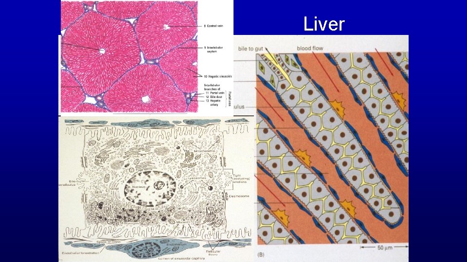 Liver 