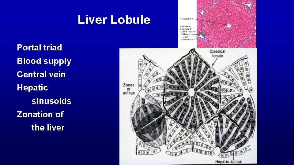 Liver Lobule Portal triad Blood supply Central vein Hepatic sinusoids Zonation of the liver